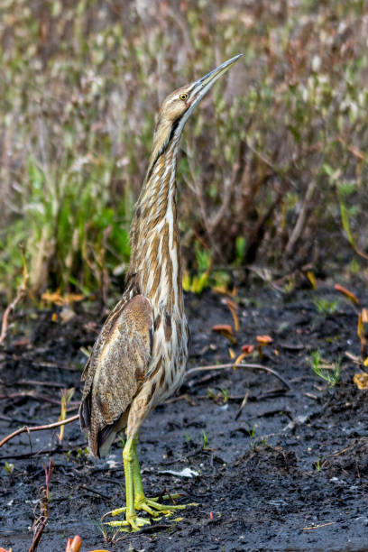 American Bittern in Spring American Bittern in Spring american bittern stock pictures, royalty-free photos & images