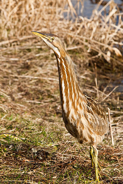 American Bittern Leaving the Water The American Bittern (Botaurus lentiginosus) is a small member of the heron family. It is an uncommon resident of the Pacific Northwest and very hard to spot because of their natural camouflage and shy tendencies. This close-up of a bittern was photographed at the Nisqually National Wildlife Refuge near Olympia, Washington State, USA. jeff goulden american bittern stock pictures, royalty-free photos & images
