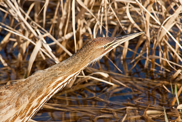American Bittern Moving Through a Wetland The American Bittern (Botaurus lentiginosus) is a small member of the heron family. It is an uncommon resident of the Pacific Northwest and very hard to spot because of their natural camouflage and shy tendencies. This close-up of a bittern was photographed at the Nisqually National Wildlife Refuge near Olympia, Washington State, USA. jeff goulden american bittern stock pictures, royalty-free photos & images
