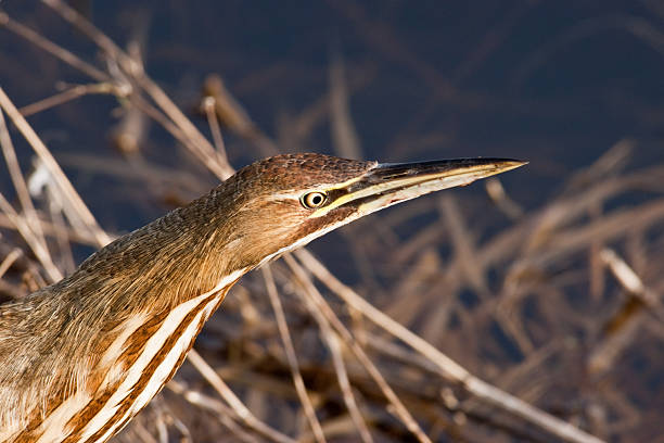 American Bittern Moving Through a Wetland The American Bittern (Botaurus lentiginosus) is a small member of the heron family. It is an uncommon resident of the Pacific Northwest and very hard to spot because of their natural camouflage and shy tendencies. This close-up of a bittern was photographed at the Nisqually National Wildlife Refuge near Olympia, Washington State, USA. jeff goulden american bittern stock pictures, royalty-free photos & images