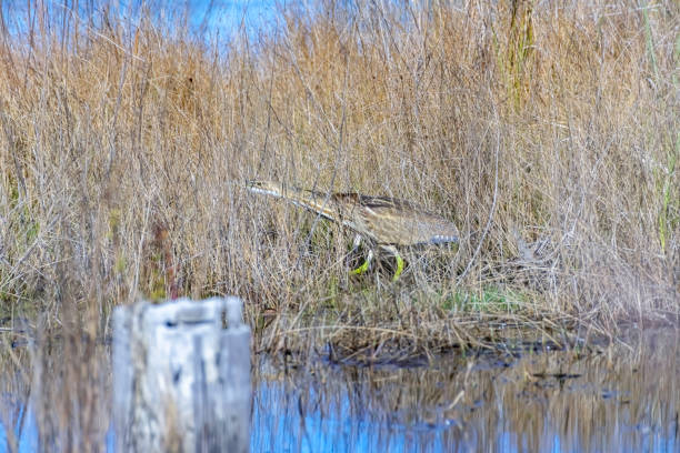 American Bittern on the hunt American Bittern on the hunt in marsh lands of Florida american bittern stock pictures, royalty-free photos & images