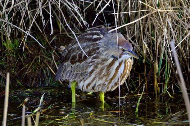 American Bittern An american bittern hiding in a marsh american bittern stock pictures, royalty-free photos & images
