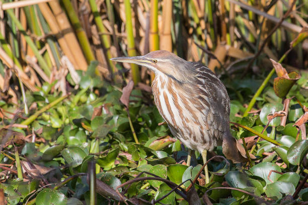 American Bittern American Bittern foraging in tall grasses. american bittern stock pictures, royalty-free photos & images