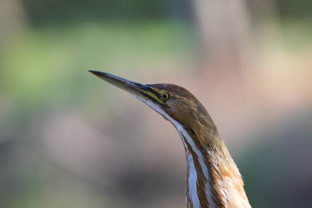 American Bittern An American Bittern poses on the bank amid pine trees. american bittern stock pictures, royalty-free photos & images