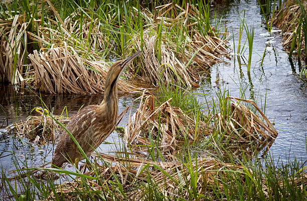 American Bittern Close up image of an American Bittern wading through a swampy marsh in springtime. american bittern stock pictures, royalty-free photos & images