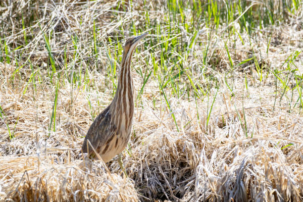 American Bittern An American Bittern along the shores of a wetland at Market Lake in Idaho. american bittern stock pictures, royalty-free photos & images