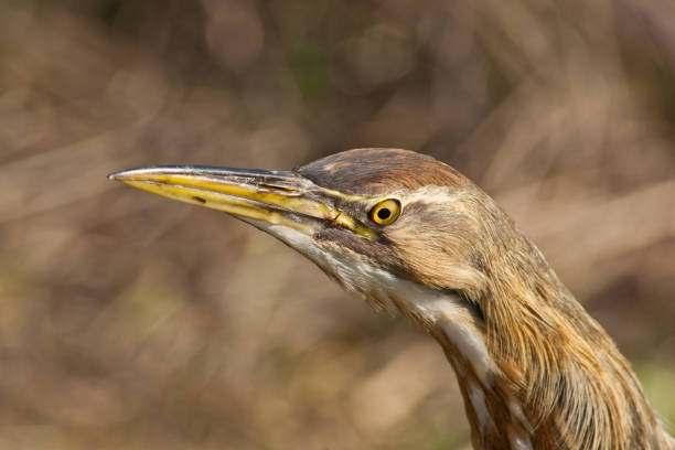 American Bittern Portrait The American Bittern (Botaurus lentiginosus) is a small member of the heron family. It is an uncommon resident of the Pacific Northwest and very hard to spot because of their natural camouflage and shy tendencies. This close-up of a bittern was photographed at the Nisqually National Wildlife Refuge near Olympia, Washington State, USA. jeff goulden american bittern stock pictures, royalty-free photos & images