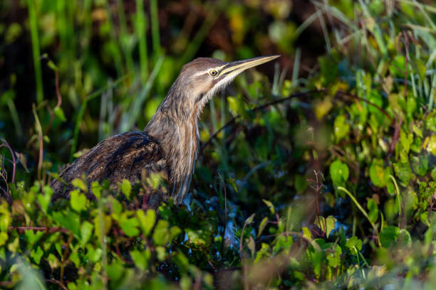 American Bittern stalking its prey American Bittern (Botaurus lentiginosus) stalking its prey in the Viera Ritch Grissom Memorial Wetlands, Florida. american bittern stock pictures, royalty-free photos & images