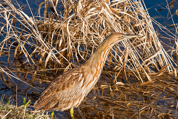 American Bittern Wading in the Water The American Bittern (Botaurus lentiginosus) is a small member of the heron family. It is an uncommon resident of the Pacific Northwest and very hard to spot because of their natural camouflage and shy tendencies. This close-up of a bittern was photographed at the Nisqually National Wildlife Refuge near Olympia, Washington State, USA. jeff goulden heron stock pictures, royalty-free photos & images