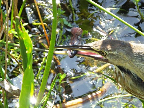 American Bittern (Botaurus lentiginosus) with catch in the Florida wetlands American Bittern eating a fish american bittern stock pictures, royalty-free photos & images