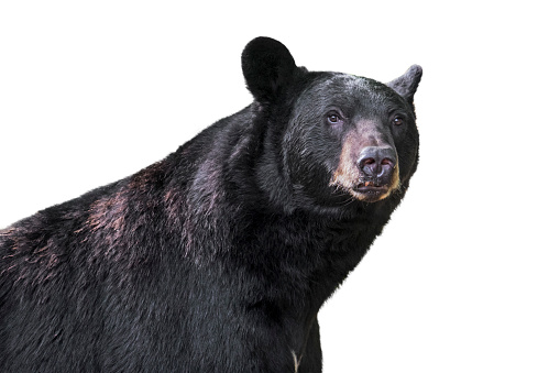 American black bear (Ursus americanus) close-up portrait placed against white background in post production