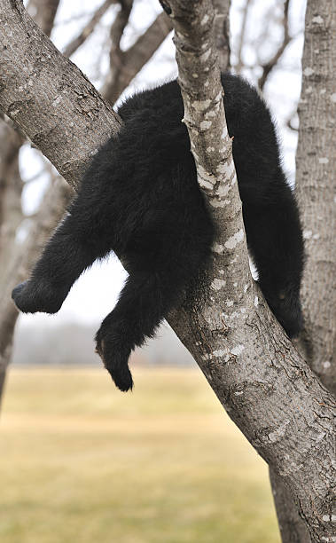 American Black Bear Cub (Ursus americanus) Hangs in Tree stock photo