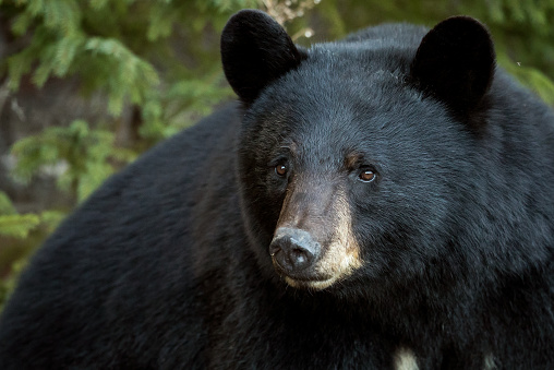 American black bear, New Brunswick, Canada.