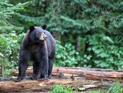 Black bear standing on fallen logs, looking alert and cautious.  Summer in northern Minnesota
