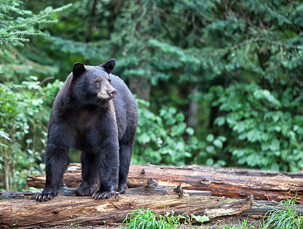 American black bear Black bear standing on fallen logs, looking alert and cautious.  Summer in northern Minnesota bear animal stock pictures, royalty-free photos & images