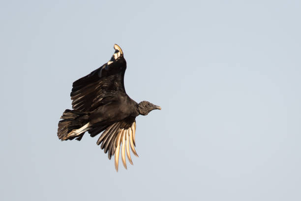 American Black Vulture in flight An American Black Vulkture (Coragyps atratus) in flight against a clear pale blue sky, Brazil, South America american black vulture stock pictures, royalty-free photos & images