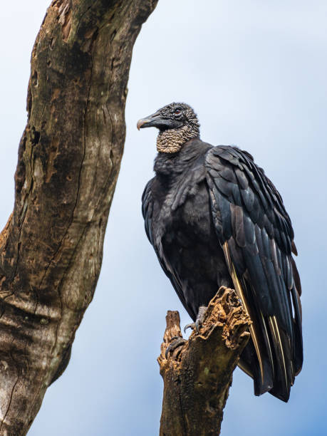 American black vulture (Coragyps atratus) perched on a dead tree branch - Florida, USA An American black vulture american black vulture stock pictures, royalty-free photos & images