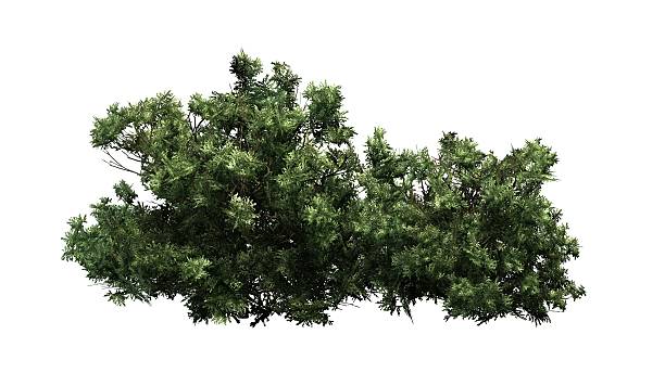 american boxwood - isolated on white background - bush trimming imagens e fotografias de stock