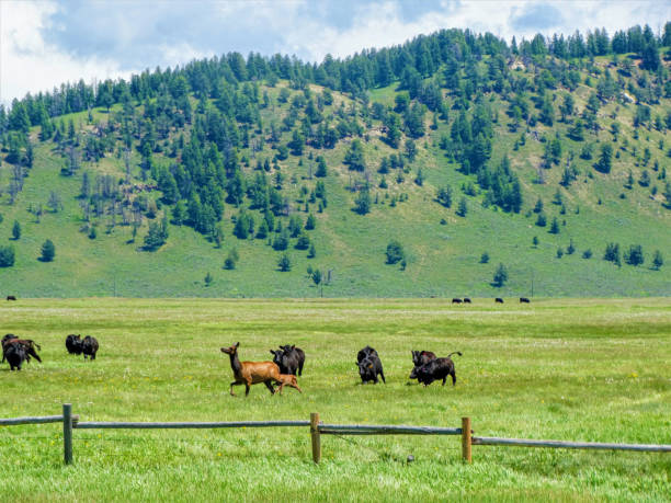 American bull herd chasing away a female elk and its calf stock photo