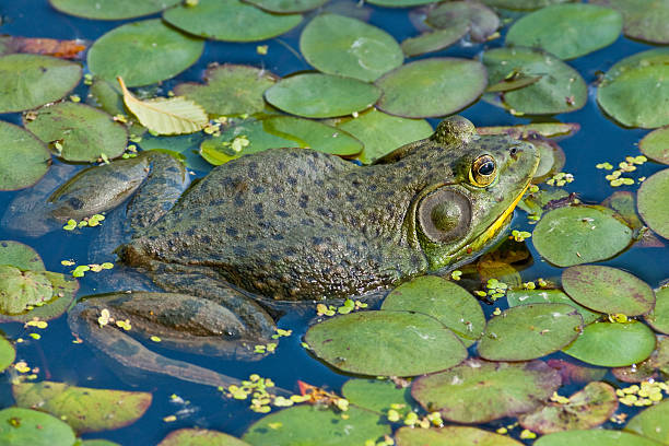 American Bullfrog in a Pond The American bullfrog (Lithobates catesbeianus or Rana catesbeiana) is an amphibious member of the family Ranidae. The bullfrog is native to southern and eastern parts of the United States and Canada, but has been widely introduced across other parts of North, Central and South America, Western Europe, and parts of Asia, and in some areas is regarded as an invasive species. This large frog was found resting among lily pads at the Nisqually National Wildlife Refuge near Olympia, Washington State, USA. jeff goulden nature stock pictures, royalty-free photos & images