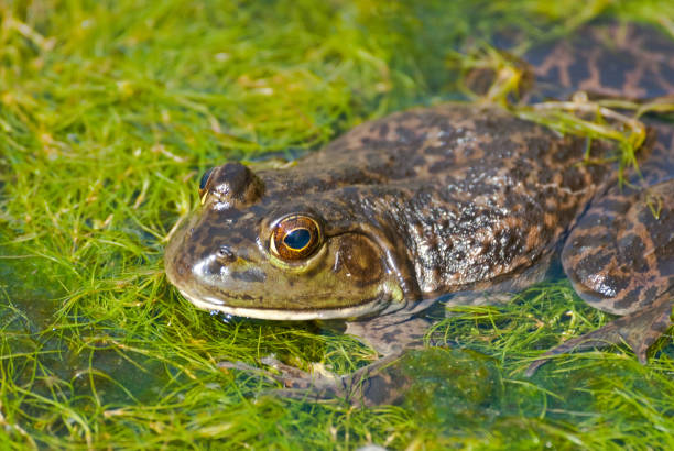 American Bullfrog in a Pond The American bullfrog (Lithobates catesbeianus or Rana catesbeiana) is an amphibious member of the family Ranidae. The bullfrog is native to southern and eastern parts of the United States and Canada, but has been widely introduced across other parts of North, Central and South America, Western Europe, and parts of Asia, and in some areas is regarded as an invasive species. This large frog was photographed in a pond at Sinclair Wash in Flagstaff, Arizona, USA. jeff goulden rock formation stock pictures, royalty-free photos & images