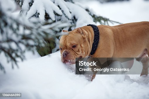 istock American bully dog playing in the snowy forest, selective focus 1366464590