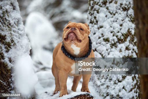 istock American bully dog playing in the snowy forest, selective focus 1366464669