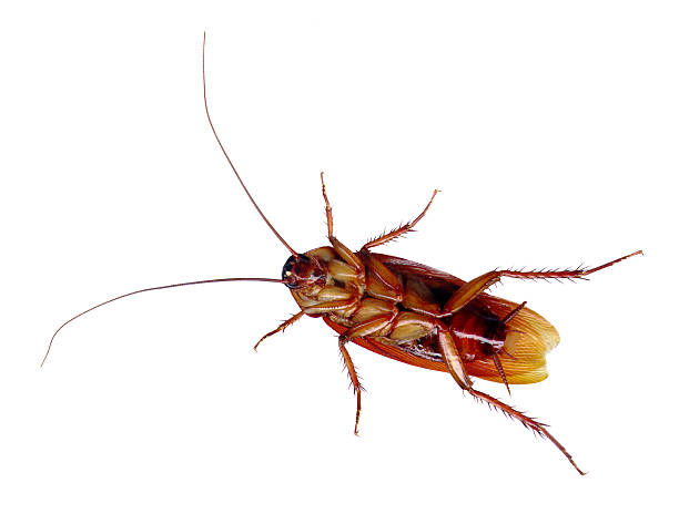 American Cockroach (Periplaneta americana) stock photo