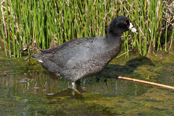 American Coot Feeding in the Water The American Coot (Fulica americana), also known as a mud hen, is commonly mistaken for a duck. Unlike ducks, the coot doesn’t have webbed feet or a broad flat bill. Coots live near water, typically inhabiting wetlands and open bodies of water. The American Coot is a migratory bird that occupies most of North America. It lives in the western United States and Mexico year-round. During the summer breeding season, the coot can be found in the northeast United States. Coots may build floating nests and lay up to 12 eggs per clutch. American coots mostly eat algae and other aquatic plants but may eat vertebrates and invertebrate animals when available. This American Coot was photographed while wading in Sinclair Wash in Flagstaff, Arizona, USA. jeff goulden southwest usa stock pictures, royalty-free photos & images