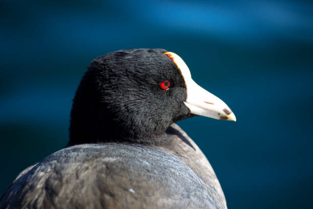 American Coot stock photo