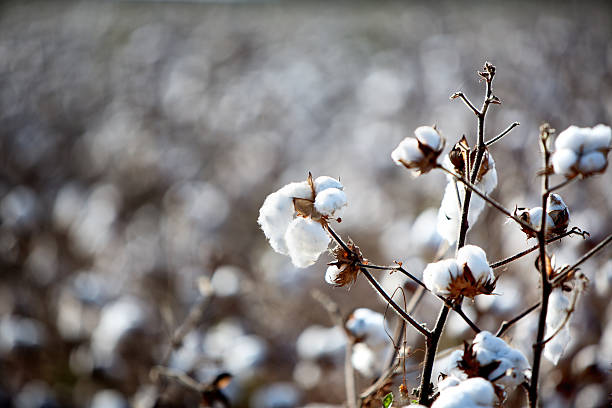 American Cotton Field Ripe cotton ready to pick in a field in America's deep south cotton stock pictures, royalty-free photos & images
