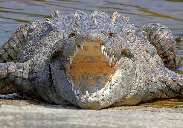 American crocodile (Crocodylus acutus) Basking in The Sun stock photo