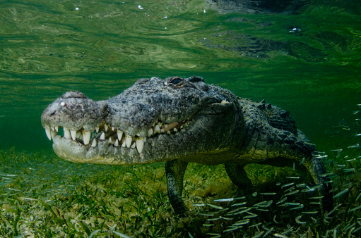 An American Crocodile underwater.
