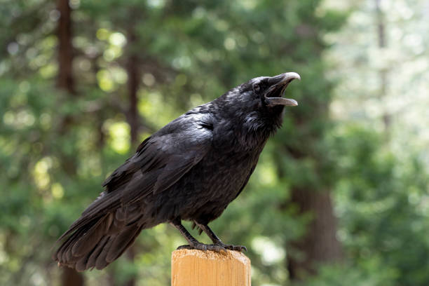 American Crow Corvus brachyrhynchos Perched Green Background California stock photo