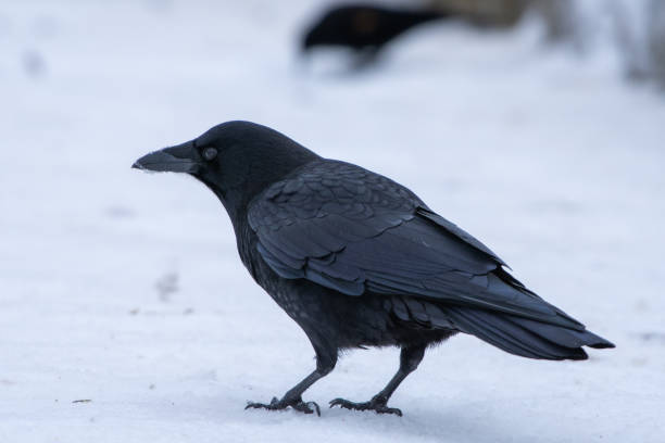 American crow (Corvus brachyrhynchos) or Northwestern Crow standing in the snow in Canada. stock photo
