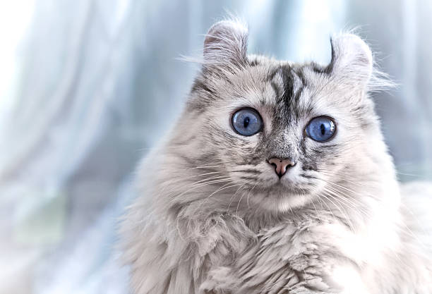 American curl cat  american curl cat stock pictures, royalty-free photos & images