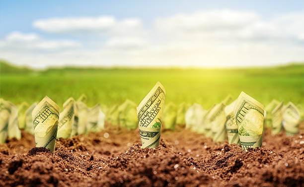 American dollars grow from the ground stock photo