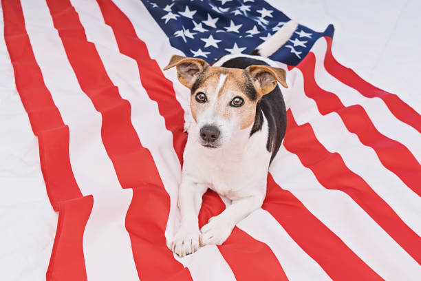 American Flag Day Celebration Concept Adorable cute dog lies on USA United States of American flag and looks at camera. American Flag Day Celebration Concept. Happy Flag Day greeting card! national dog day stock pictures, royalty-free photos & images