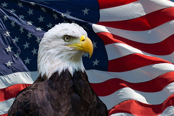Royalty Free Patriotic Eagle Pictures, Images and Stock Photos - iStock