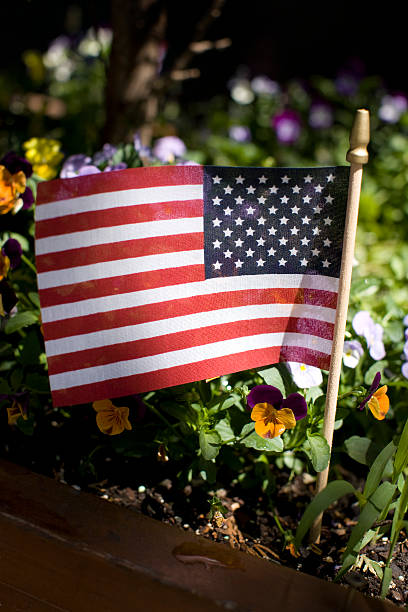 American Flag planted amongst some spring flowers. An American Flag planted amongst some spring flowers in celebration of the July 4th Holiday and the anniversary of the United States Independence. 1776 american flag stock pictures, royalty-free photos & images