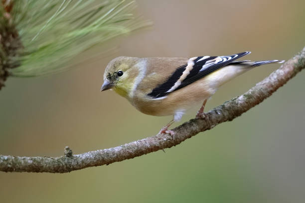 American Goldfinch (Spinus tristis) in winter plumage perched on a red pine branch stock photo