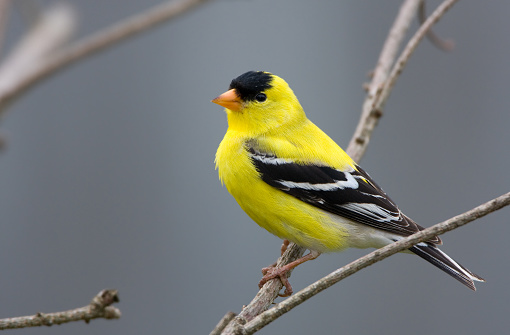 Goldfinch Pictures | Download Free Images on Unsplash