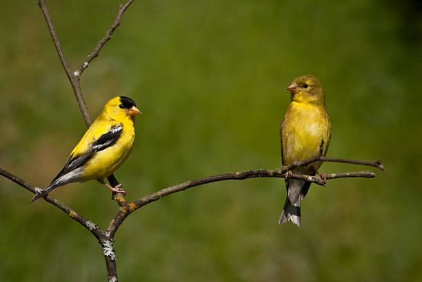 American Goldfinch Pair Perched on a Branch The American Goldfinch (Carduelis tristis) is the state bird of Washington, Iowa and New Jersey. It is a fairly common summer resident to the Pacific Northwest, migrating to the southern USA and Mexico in the winter. This goldfinch pair, perched on a branch, was photographed in Edgewood, Washington State, USA. jeff goulden american goldfinch stock pictures, royalty-free photos & images