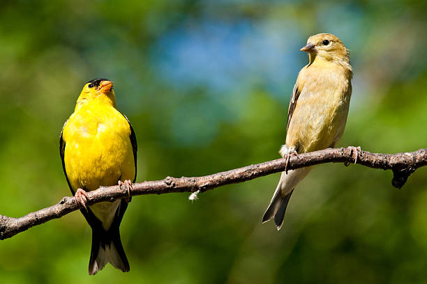 American Goldfinch Pair The American Goldfinch (Carduelis tristis) is the state bird of Washington, Iowa and New Jersey. It is a fairly common summer resident to the Pacific Northwest, migrating to the southern USA and Mexico in the winter. This goldfinch pair, perched on a branch, was photographed in Edgewood, Washington State, USA. jeff goulden american goldfinch stock pictures, royalty-free photos & images