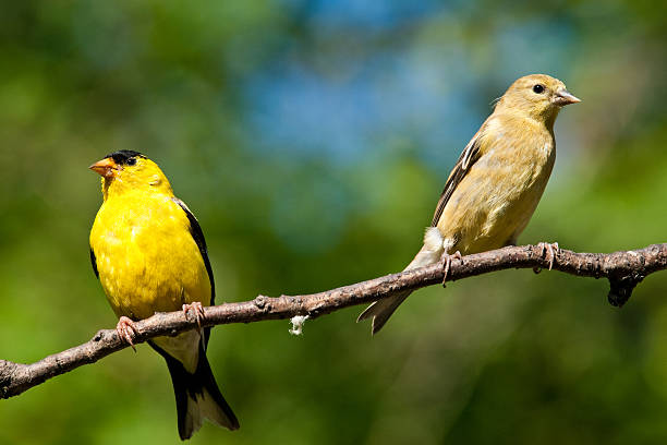 American Goldfinch Pair The American Goldfinch (Carduelis tristis) is the state bird of Washington, Iowa and New Jersey. It is a fairly common summer resident to the Pacific Northwest, migrating to the southern USA and Mexico in the winter. This goldfinch pair, perched on a branch, was photographed in Edgewood, Washington State, USA. jeff goulden american goldfinch stock pictures, royalty-free photos & images