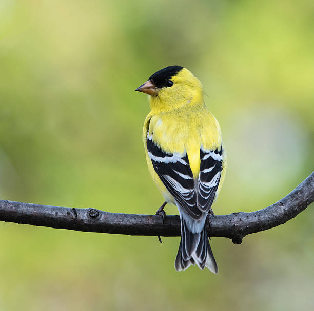 American Goldfinch (Male) stock photo