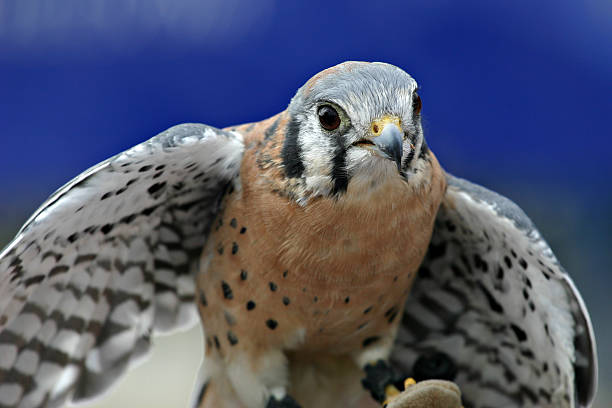 American Kestrel Falcon (Falco sparverius) Close-up stock photo