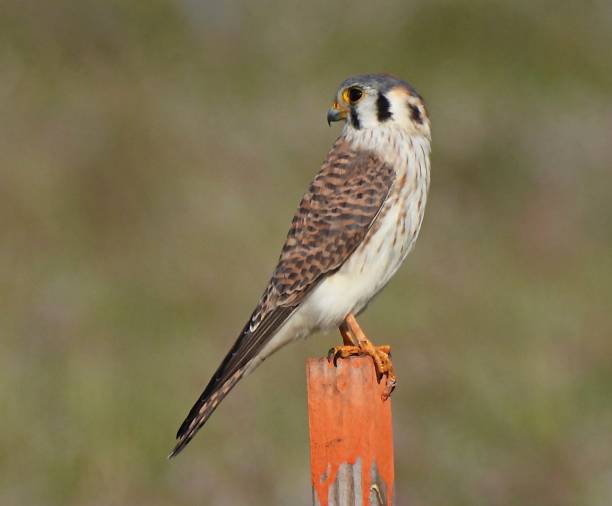 American Kestrel (Falco sparverius) perched on a wood post stock photo
