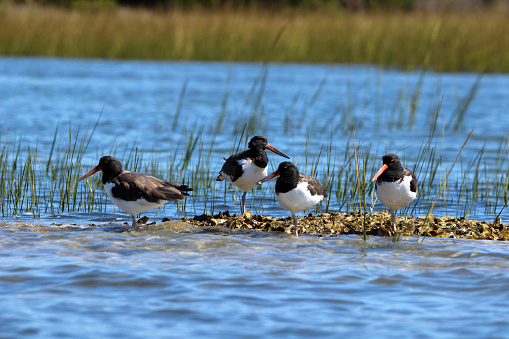 Four American Oystercatcher shorebirds on an oyster bed at Beaufort, North Carolina.