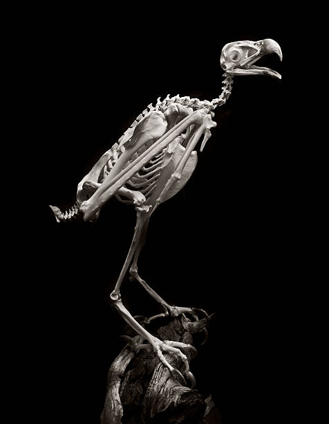 american faucon pélerin - squelette oiseau photos et images de collection